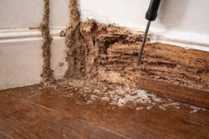 Mengenal Sumber Makanan Rayap di Lingkungan Rumah